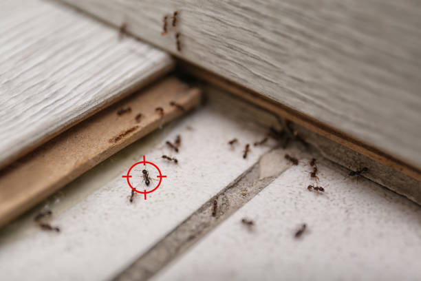 Best Affordable Pest Control Services  in Snohomish, WA