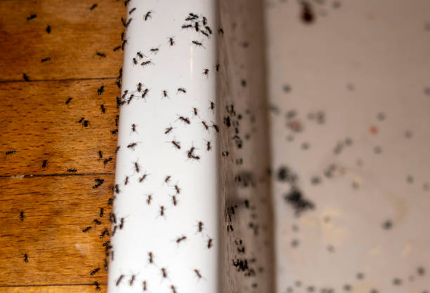 Best Rat Extermination Near Me  in Snohomish, WA